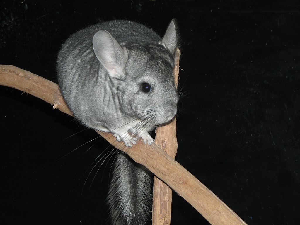 chinchilla chinchilla