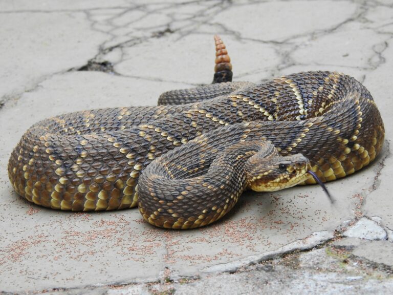 crotalus durissus