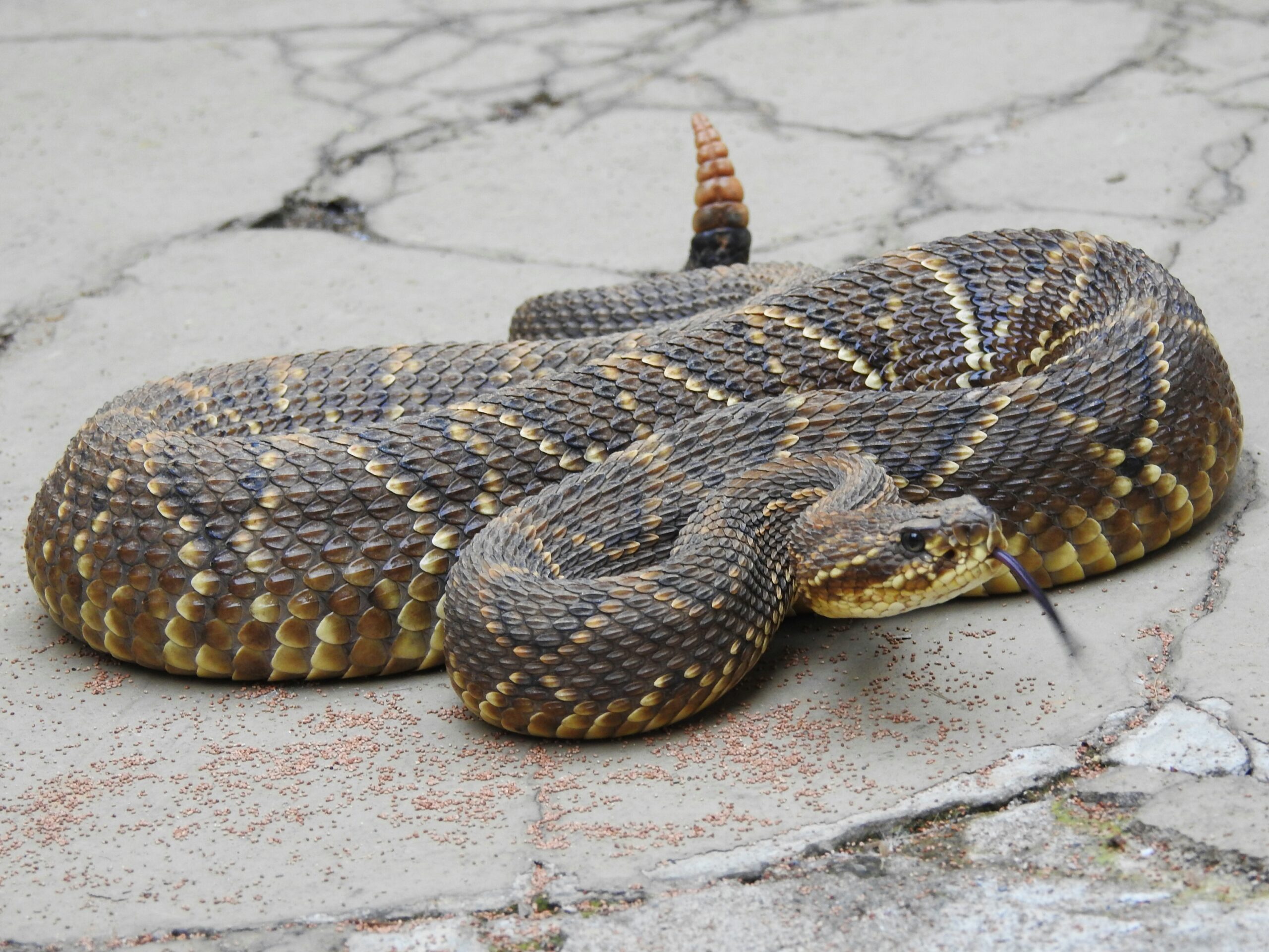 crotalus durissus
