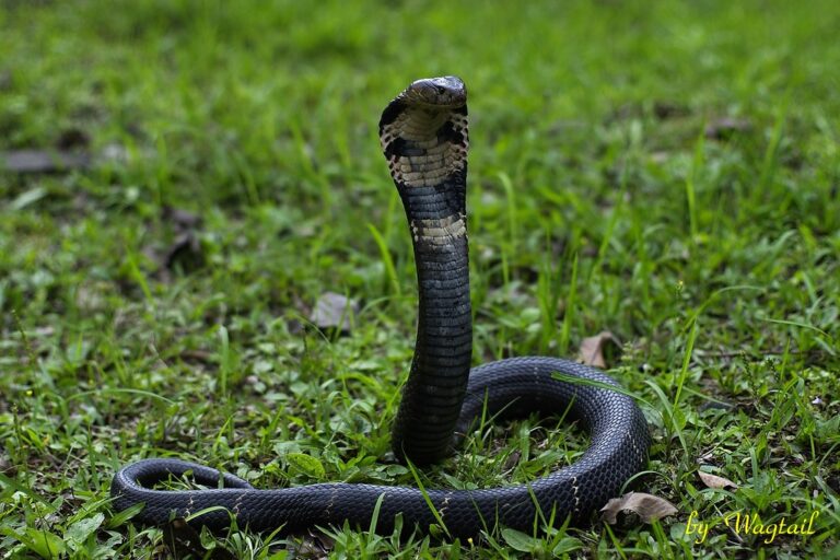 眼鏡蛇 (naja atra) 眼鏡蛇 (naja atra) Chinese Cobra