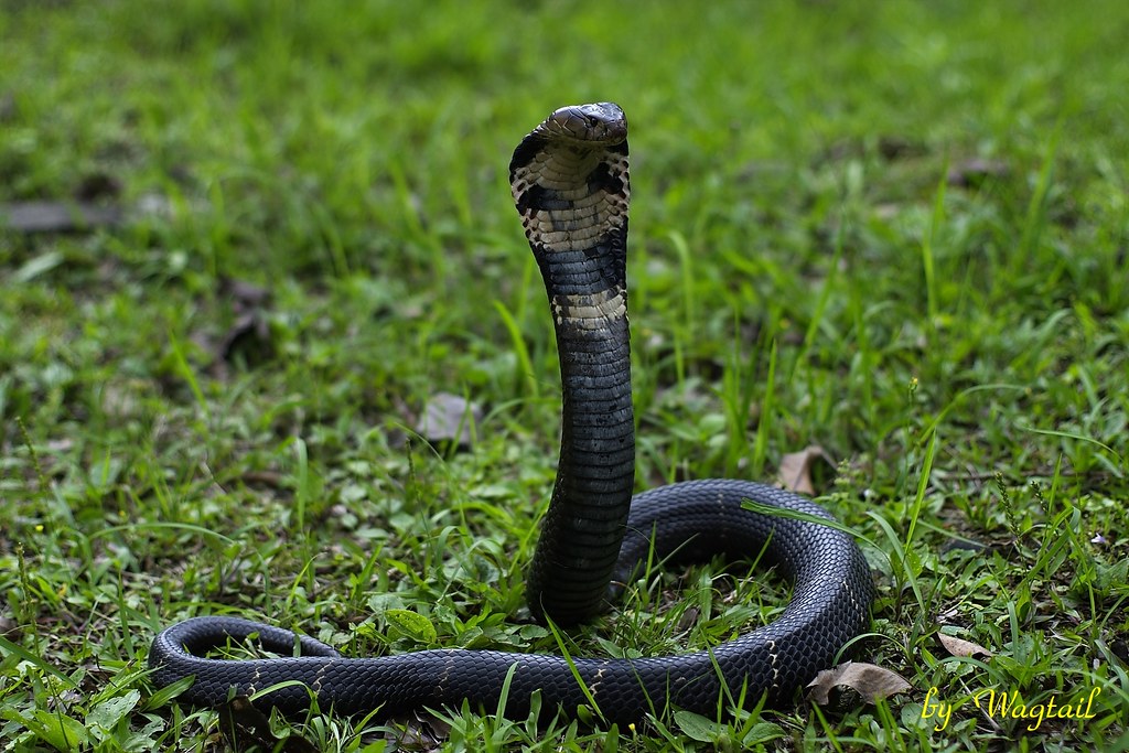 眼鏡蛇 (naja atra) 眼鏡蛇 (naja atra) Chinese Cobra