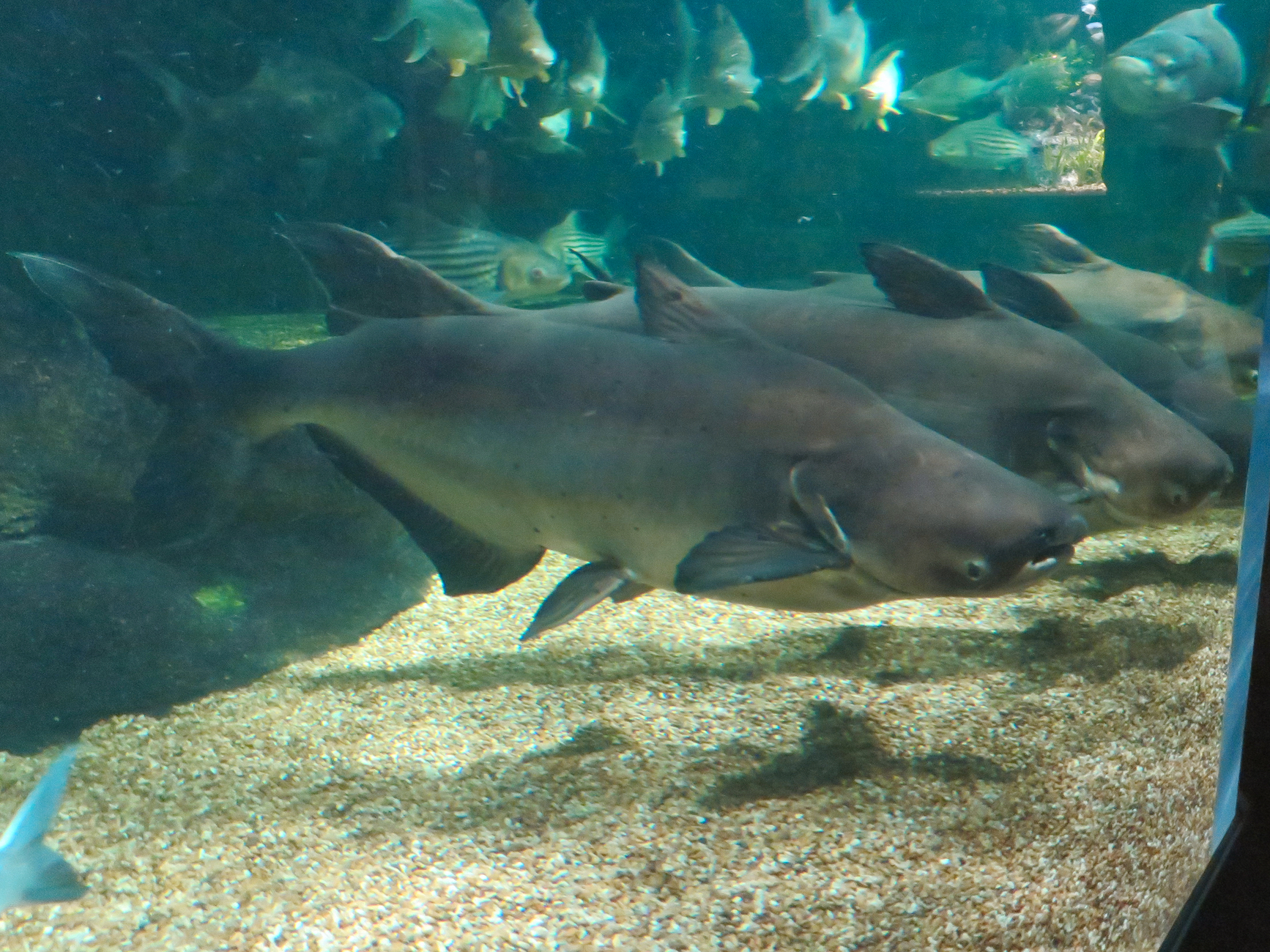 pangasianodon gigas in gifu world fresh water aquarium 2