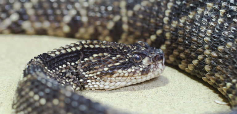 víbora de cascabel (crotalus durissus), tierpark hellabrunn, múnich, alemania, 2012 06 17, dd 02