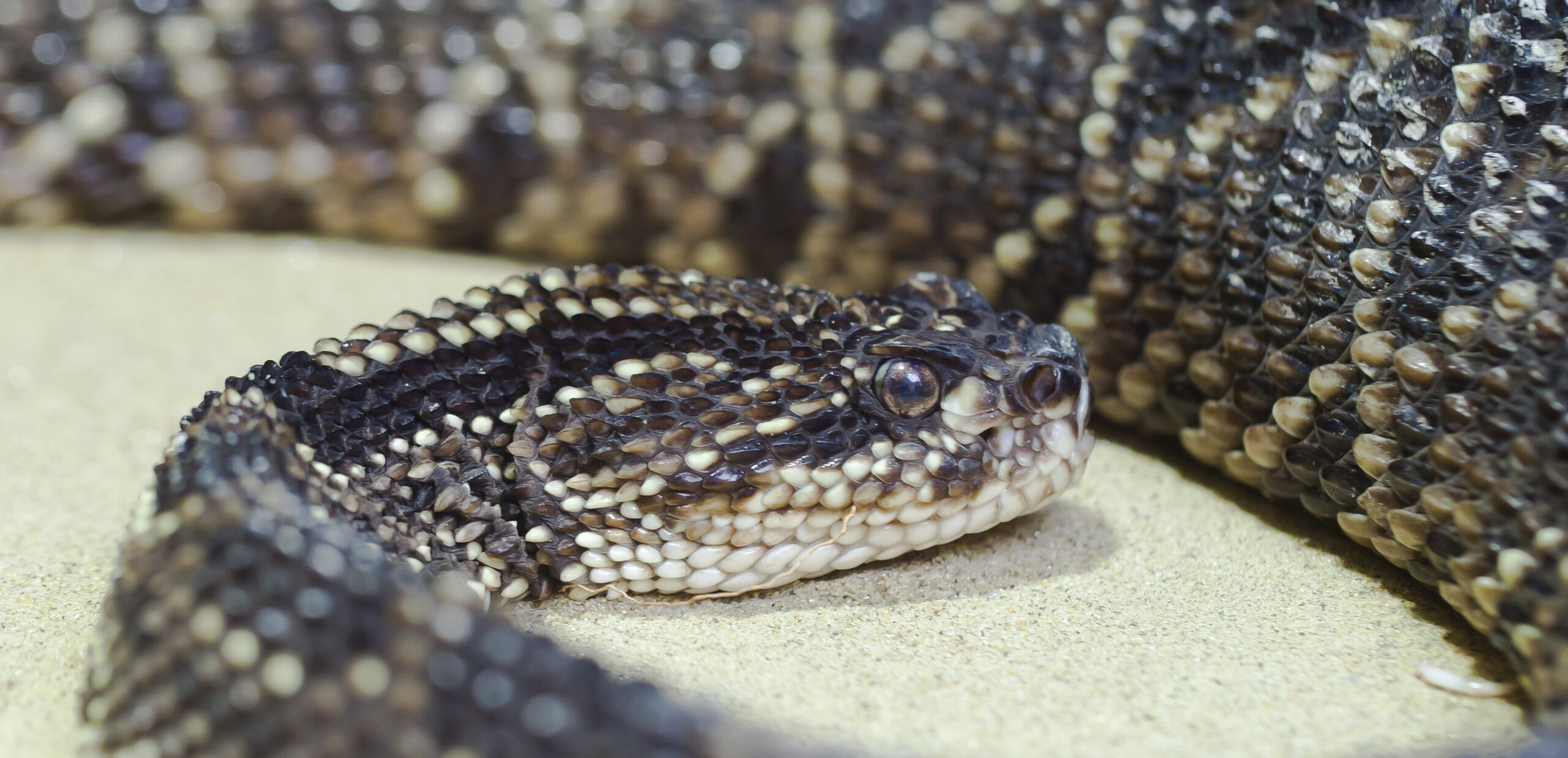 víbora de cascabel (crotalus durissus), tierpark hellabrunn, múnich, alemania, 2012 06 17, dd 02