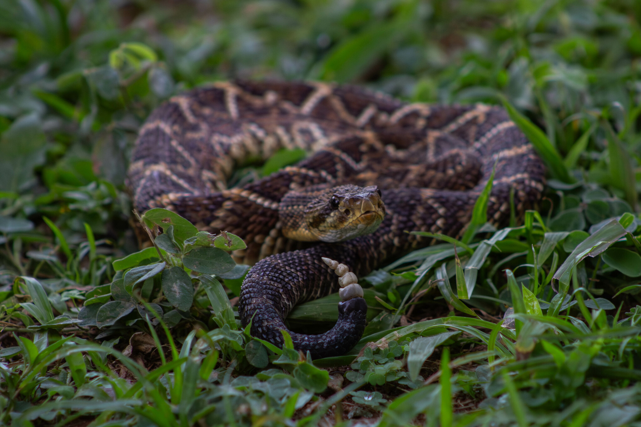 crotalus durissus salomão janderson ferreira bispo 322908688