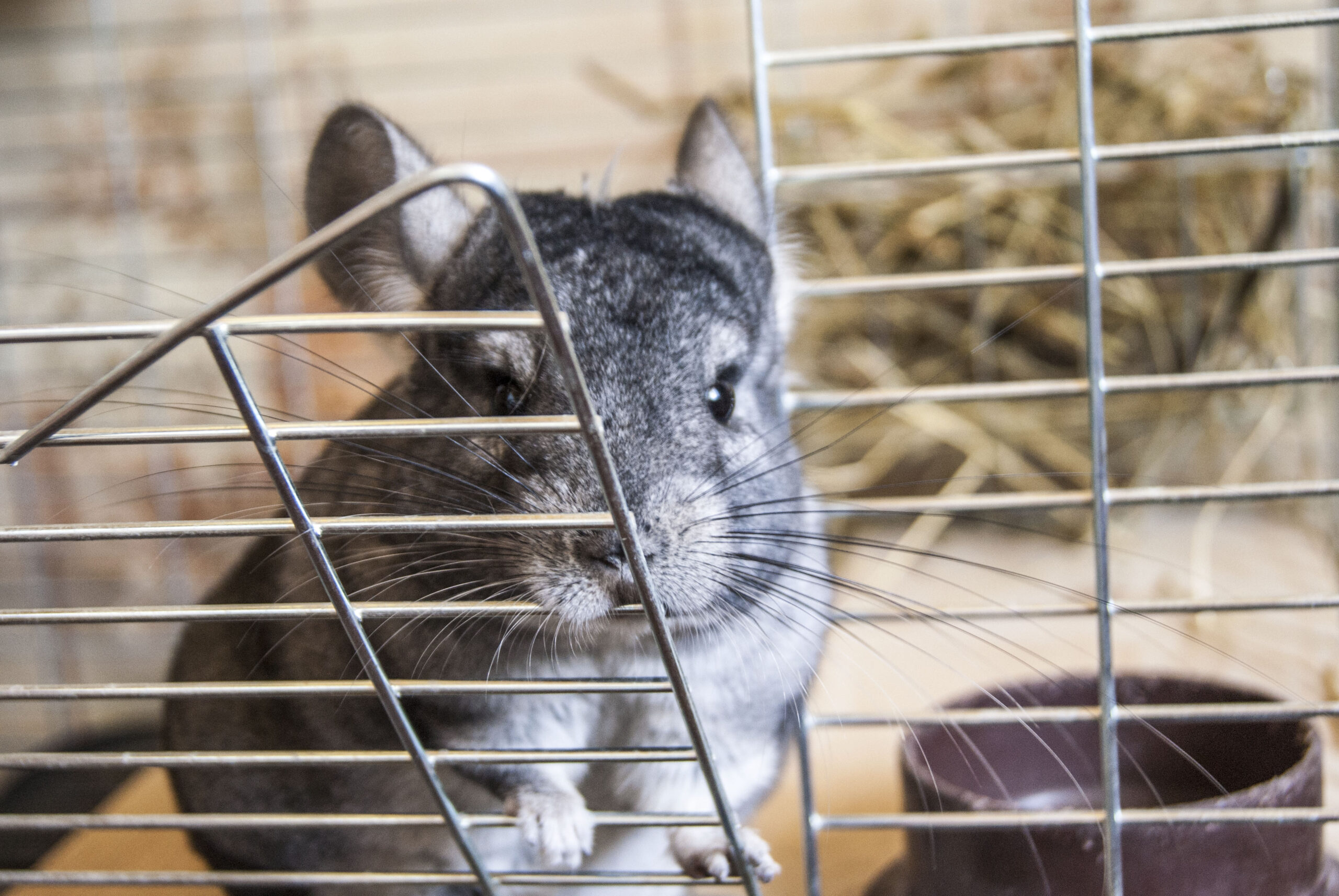 chinchilla 1 chinchilla 1