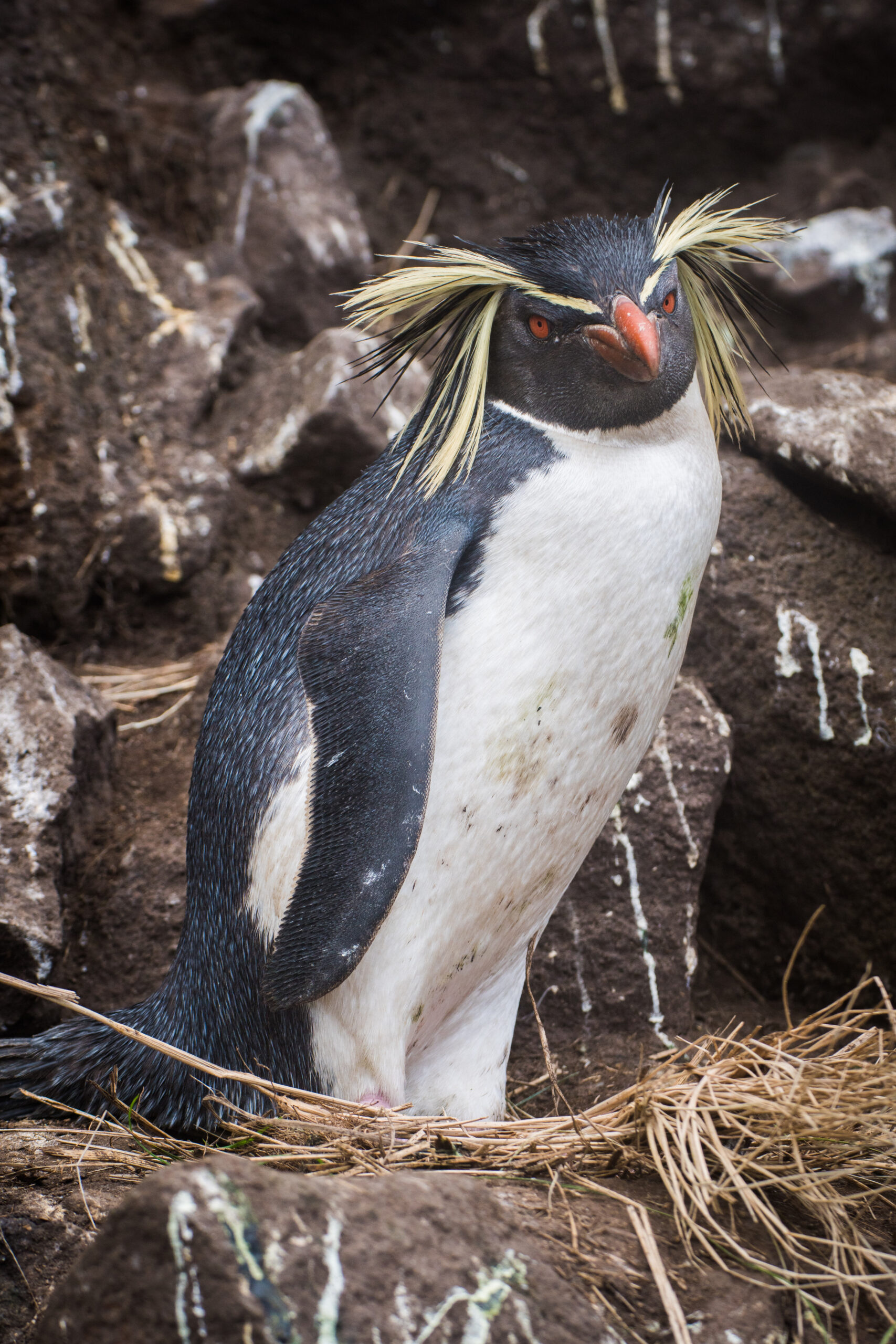 2020 12 amsterdam island northern rockhopper penguin 20 2020 12 amsterdam island northern rockhopper penguin 20
