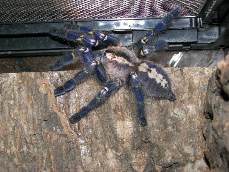 poecilotheria metallica poecilotheria metallica