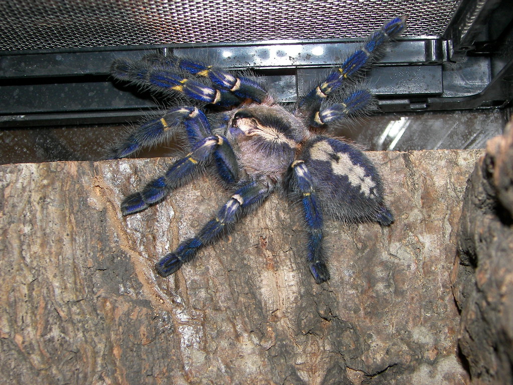 poecilotheria metallica poecilotheria metallica