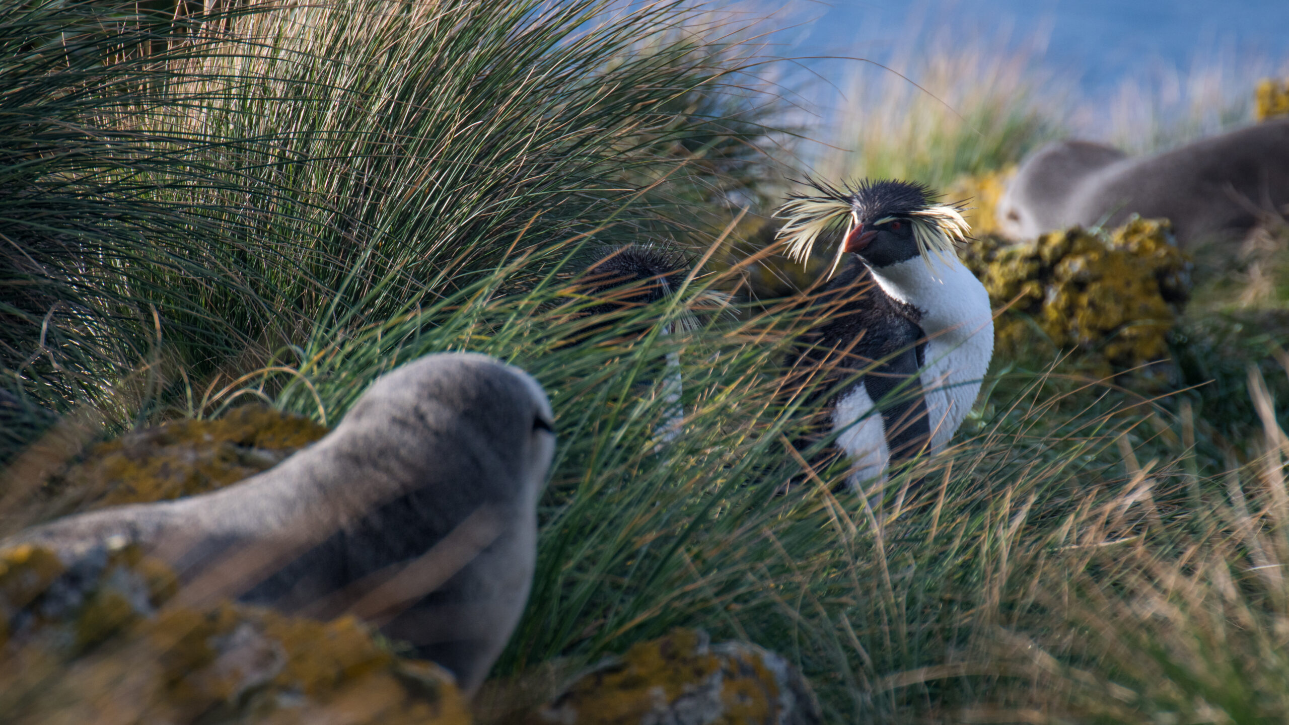 2021 09 amsterdam island northern rockhopper penguin 04 2021 09 amsterdam island northern rockhopper penguin 04