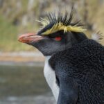 Rockhopper Penguin
