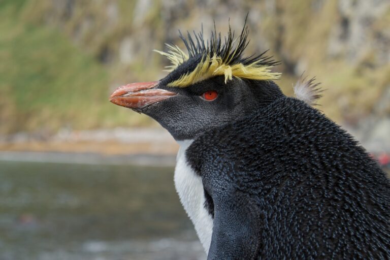 northern rockhopper penguin on inaccessible island (portrait) northern rockhopper penguin on inaccessible island (portrait) Rockhopper Penguin