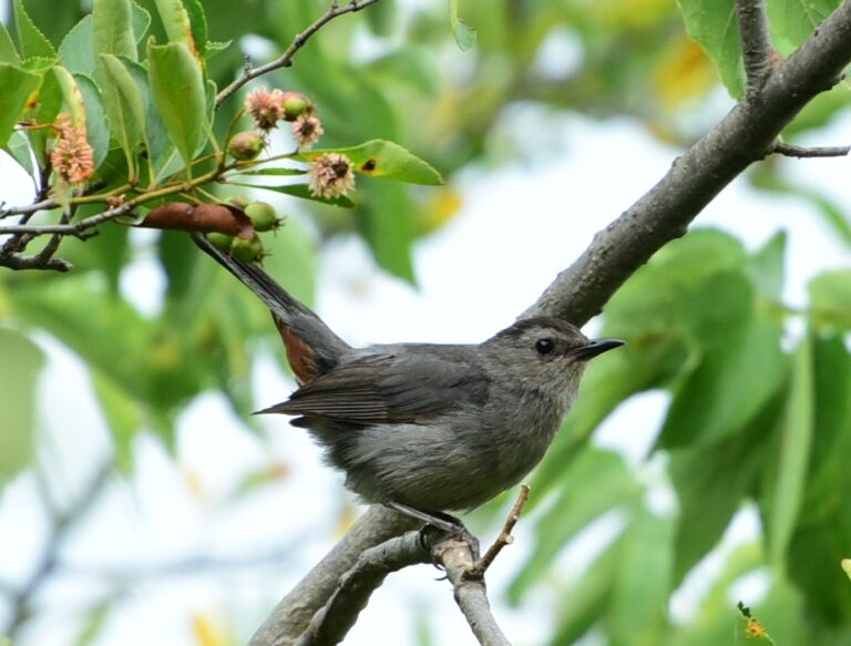 dumetella carolinensis kingsville ont dumetella carolinensis kingsville ont