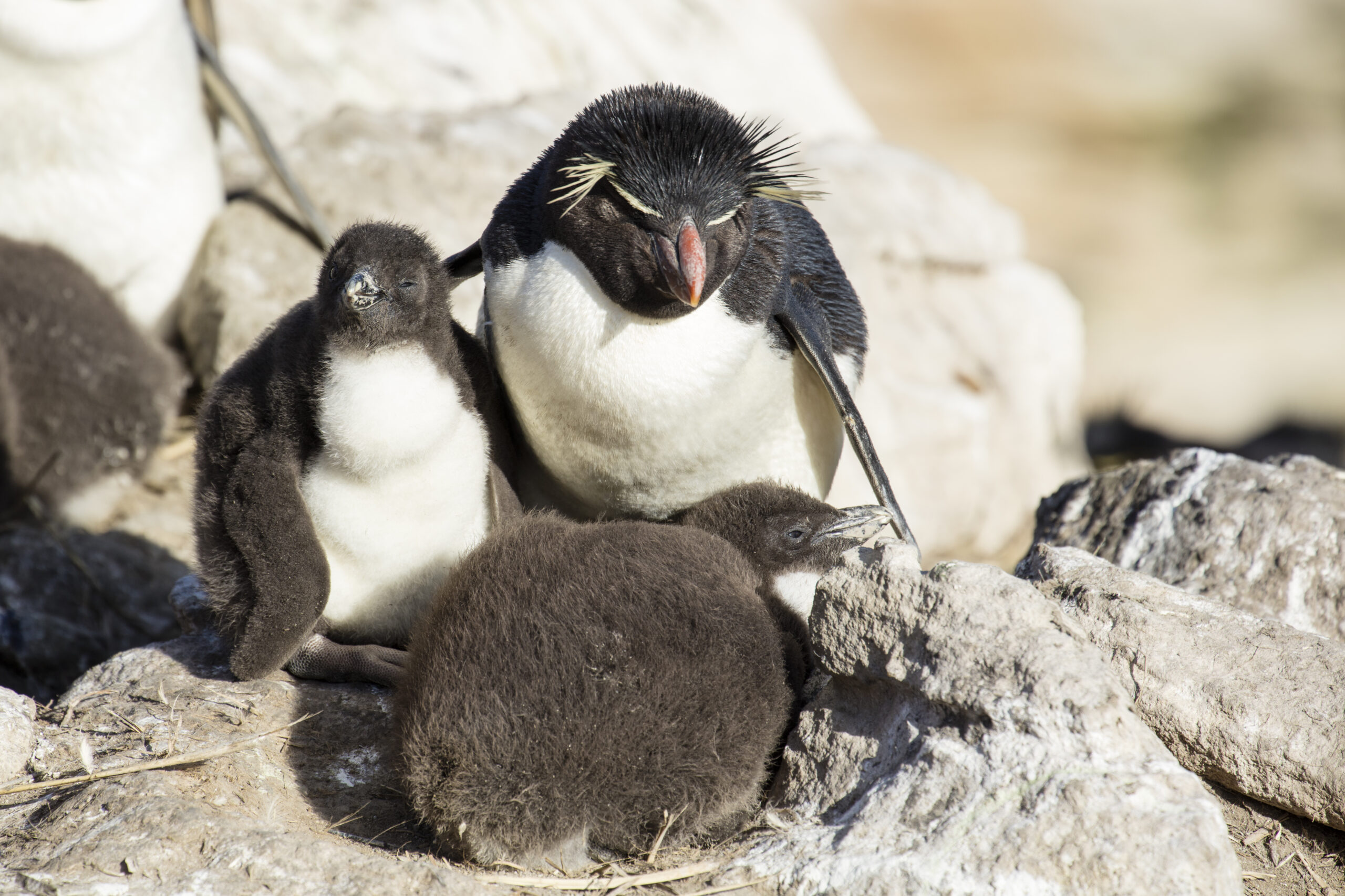 fal 2016 new island, falkland islands rockhopper penguin (eudyptes chrysocome) 02 fal 2016 new island, falkland islands rockhopper penguin (eudyptes chrysocome) 02
