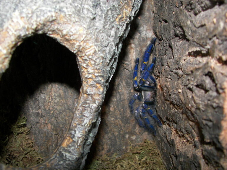 poecilotheria metallica poecilotheria metallica