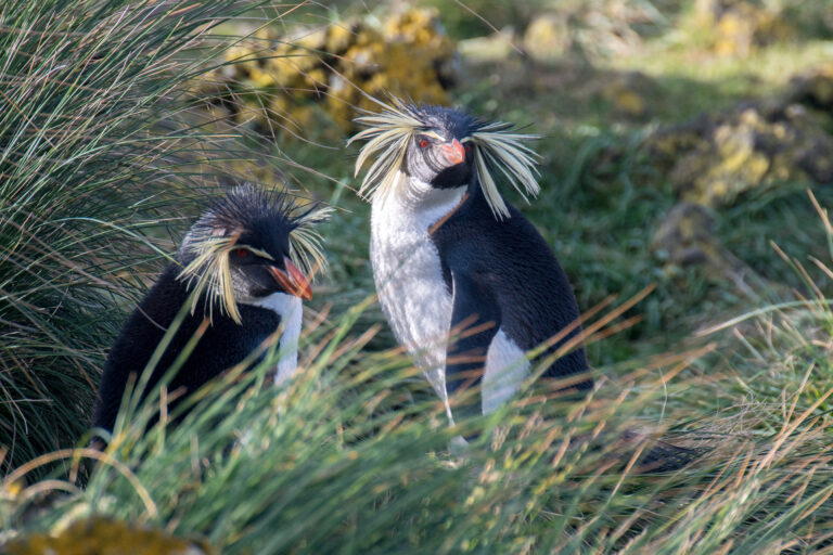 2021 09 amsterdam island northern rockhopper penguin 12 2021 09 amsterdam island northern rockhopper penguin 12