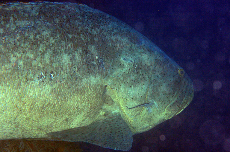 img 7451cas goliath grouper/jewfish (epinephelus itajara) img 7451cas goliath grouper/jewfish (epinephelus itajara)
