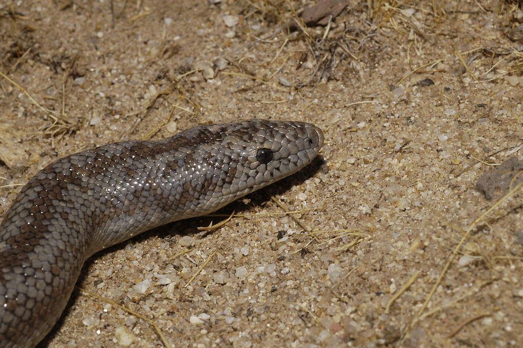 rosy boa (lichanura trivirgata)