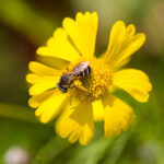 Furrow Bee