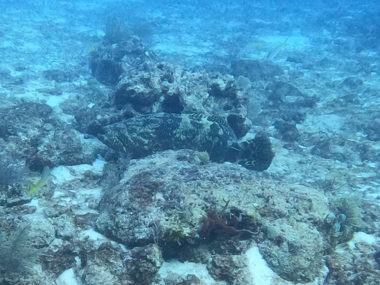 goliath grouper davy crocker reef 20230715 goliath grouper davy crocker reef 20230715