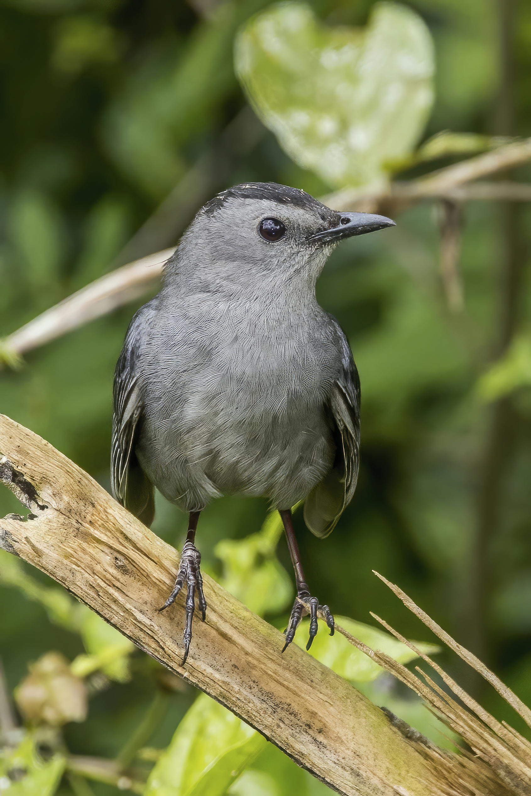 grey catbird (dumetella carolinensis) orange walk grey catbird (dumetella carolinensis) orange walk
