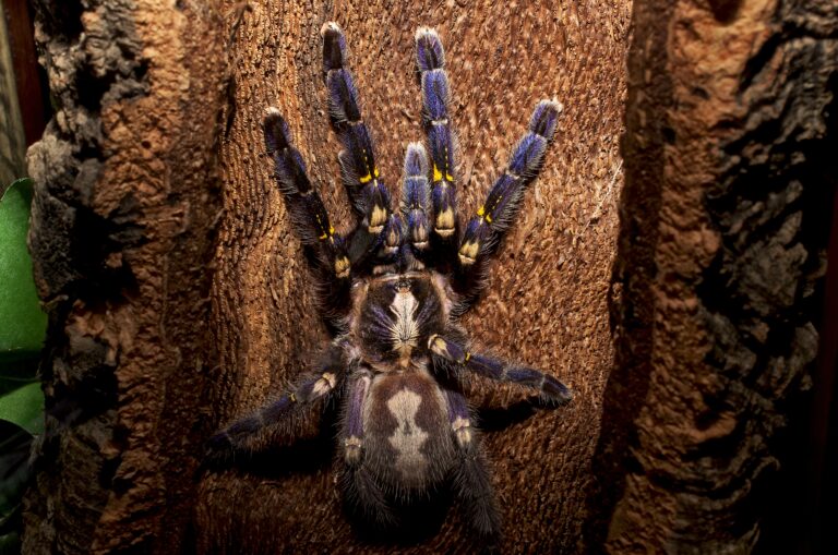 adult poecilotheria metallica gooty sapphire ornamental adult poecilotheria metallica gooty sapphire ornamental