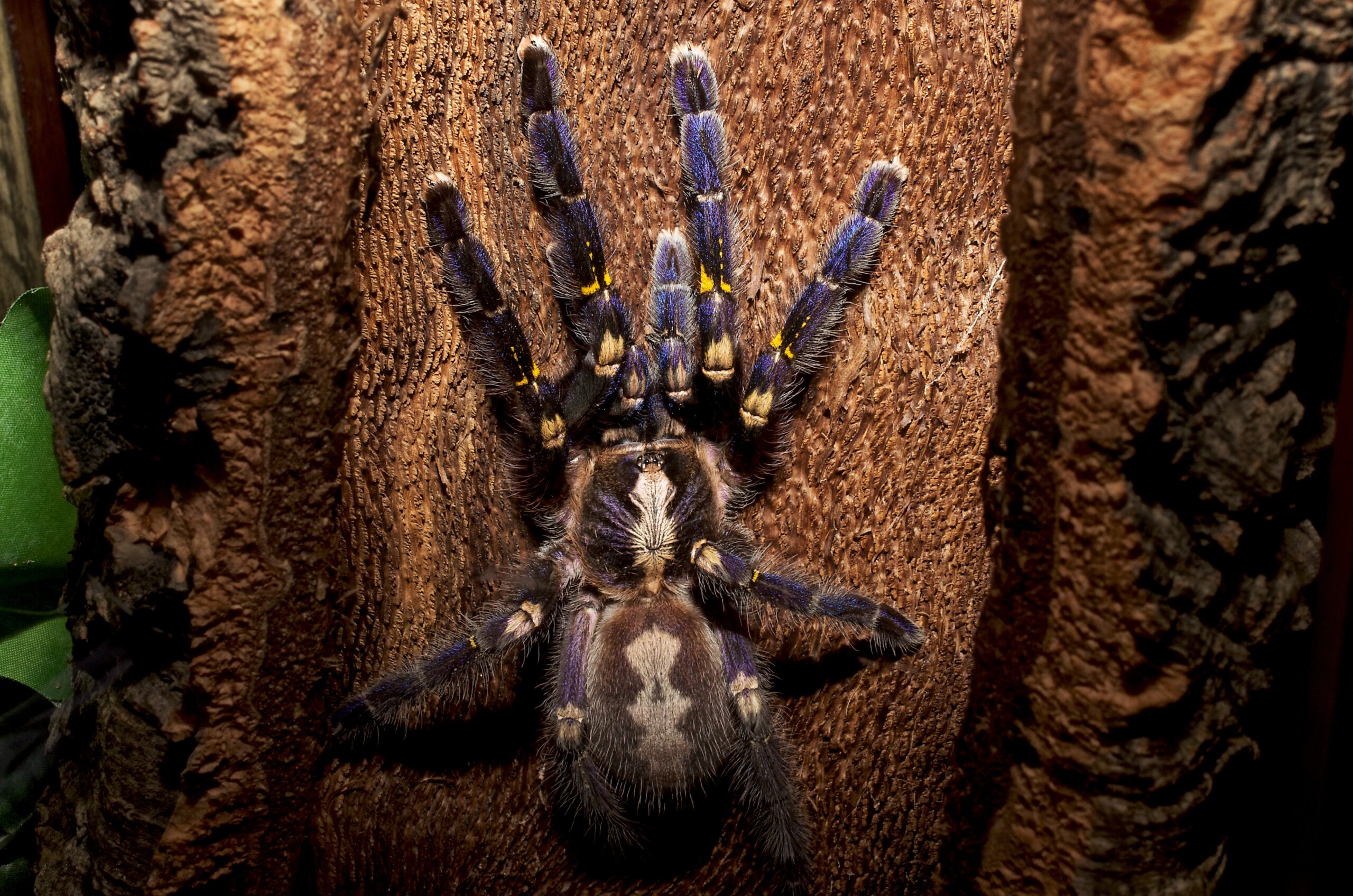 adult poecilotheria metallica gooty sapphire ornamental adult poecilotheria metallica gooty sapphire ornamental