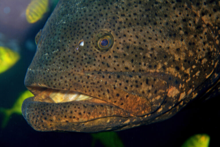 grouper macro? (2062616875) grouper macro? (2062616875)