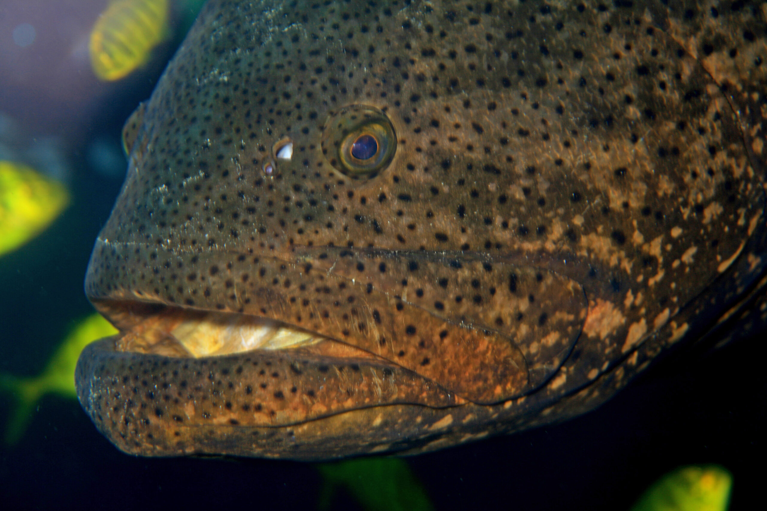 grouper macro? (2062616875) grouper macro? (2062616875)
