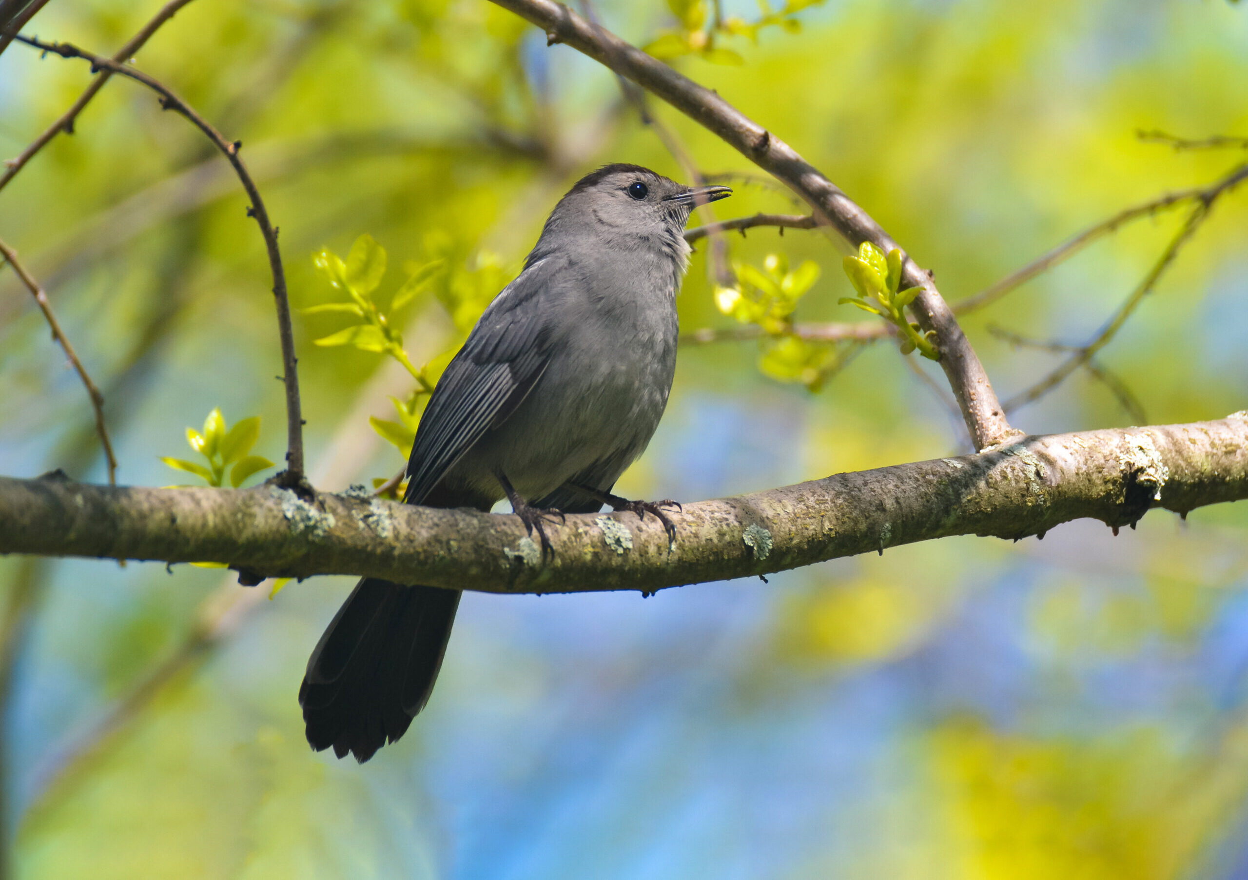 gray catbird (dumetella carolinensis) gray catbird (dumetella carolinensis) Gray Catbird