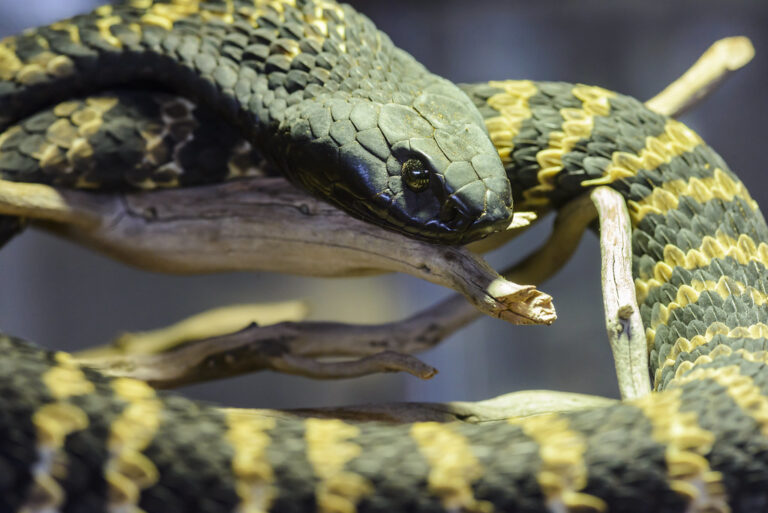 rinkhals (hemachatus haemachatus) rinkhals (hemachatus haemachatus)