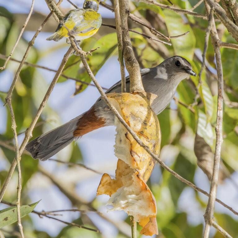 grey catbird (dumetella carolinensis) feeding on custard apple (annona reticulata) orange walk grey catbird (dumetella carolinensis) feeding on custard apple (annona reticulata) orange walk