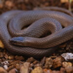 Rough Earth Snake