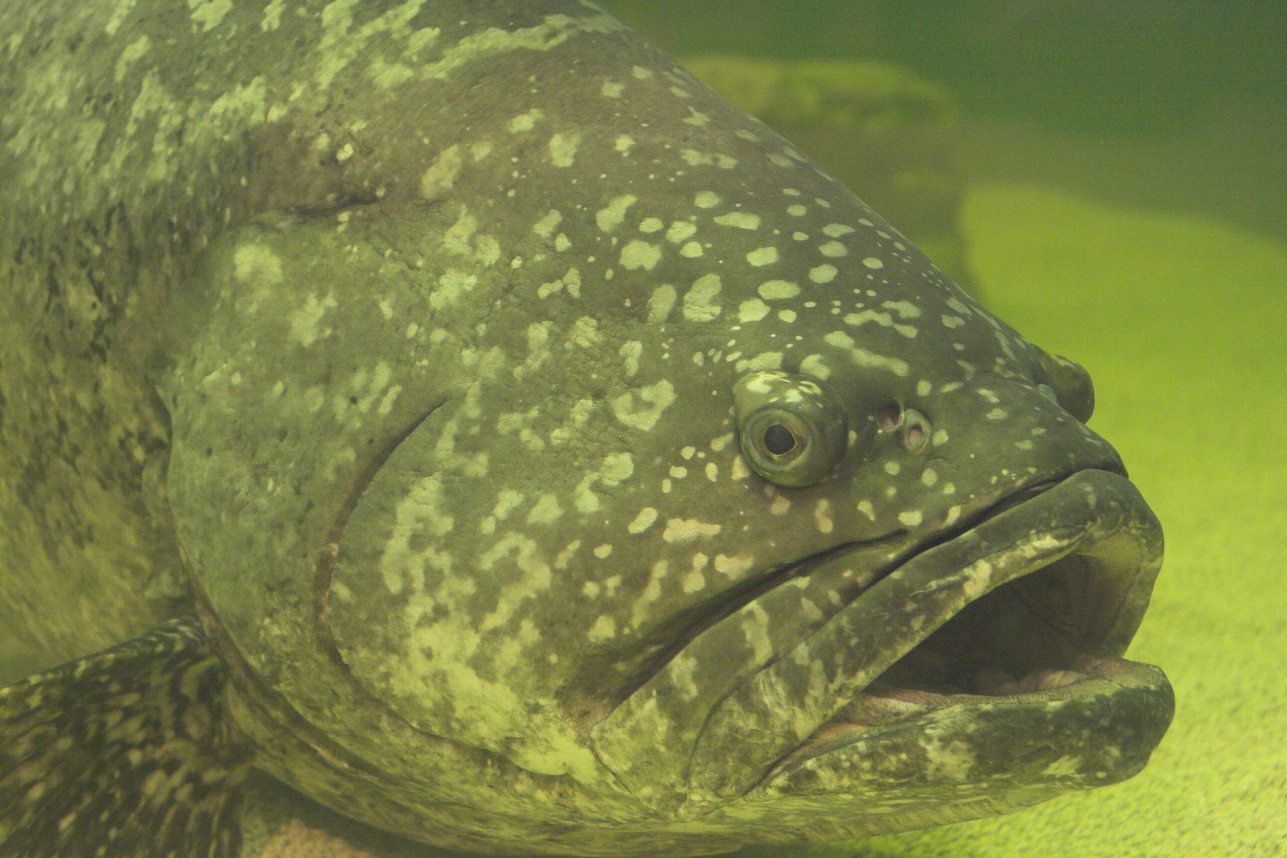 gordon goliath grouper gordon goliath grouper