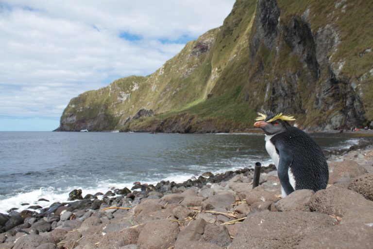 file:northern rockhopper penguin on inaccessible island.jpg file:northern rockhopper penguin on inaccessible island.jpg