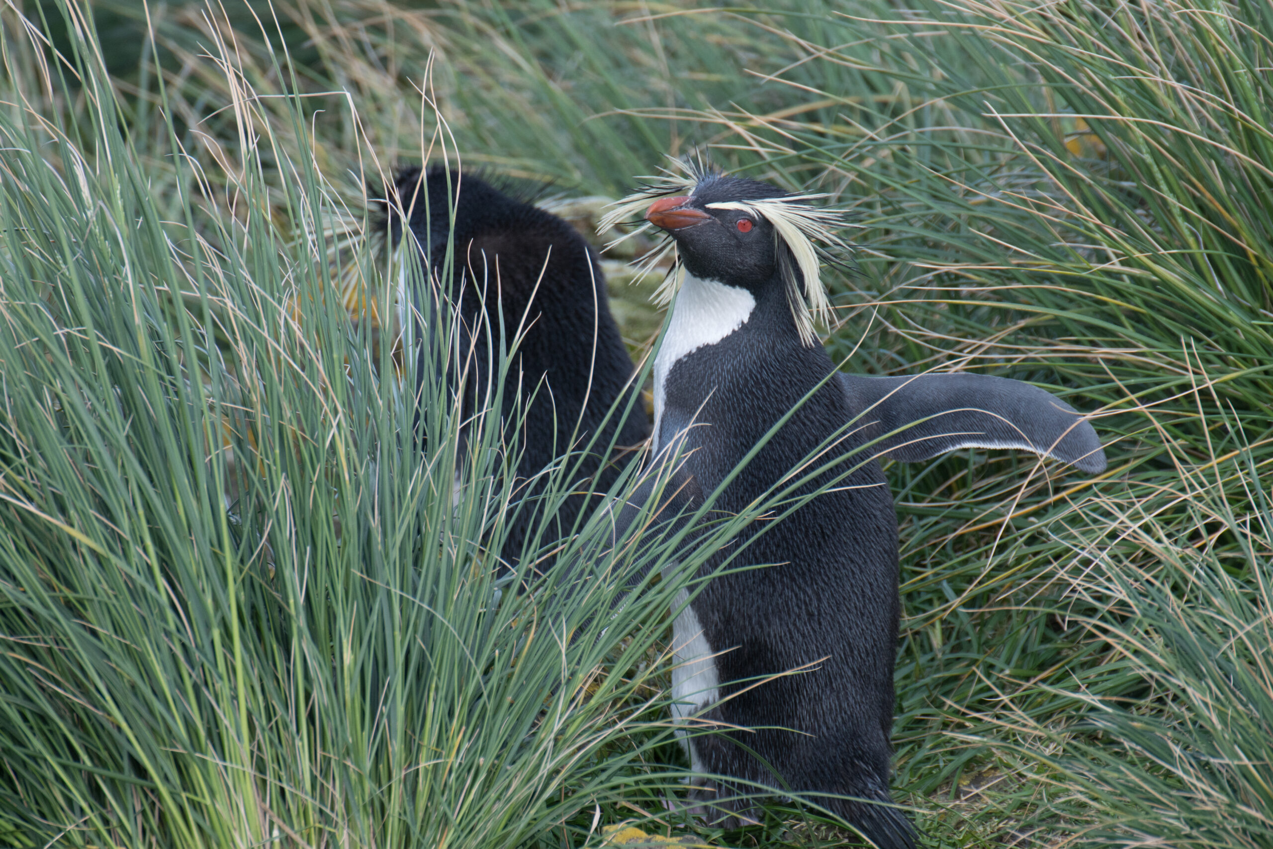 2021 09 amsterdam island northern rockhopper penguin 03 2021 09 amsterdam island northern rockhopper penguin 03