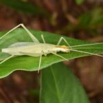 narrow winged tree cricket oecanthus niveus ♂ (50164161418)