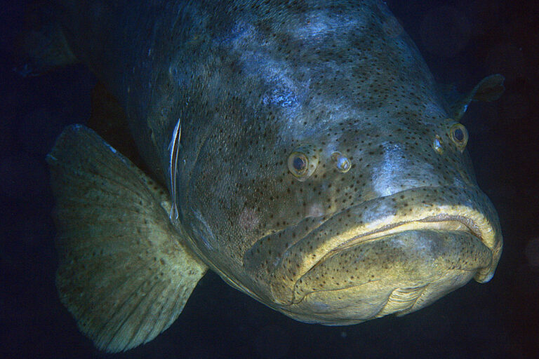 img 7449ccas goliath grouper/jewfish (epinephelus itajara) img 7449ccas goliath grouper/jewfish (epinephelus itajara)