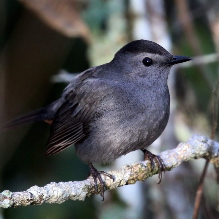 gray catbird (dumetella carolinensis) gray catbird (dumetella carolinensis)
