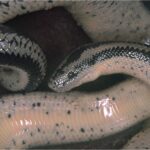 Rosy Boa