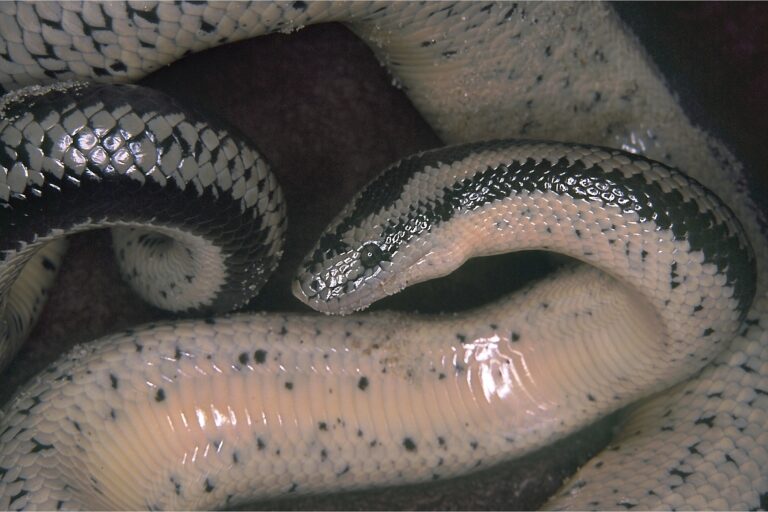 lichanura t. trivirgata Rosy Boa