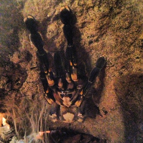 poecilotheria metallica poecilotheria metallica