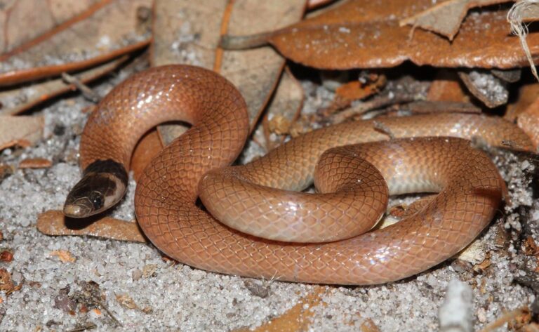 rim rock crowned snake rim rock crowned snake Rim Rock Crowned Snake