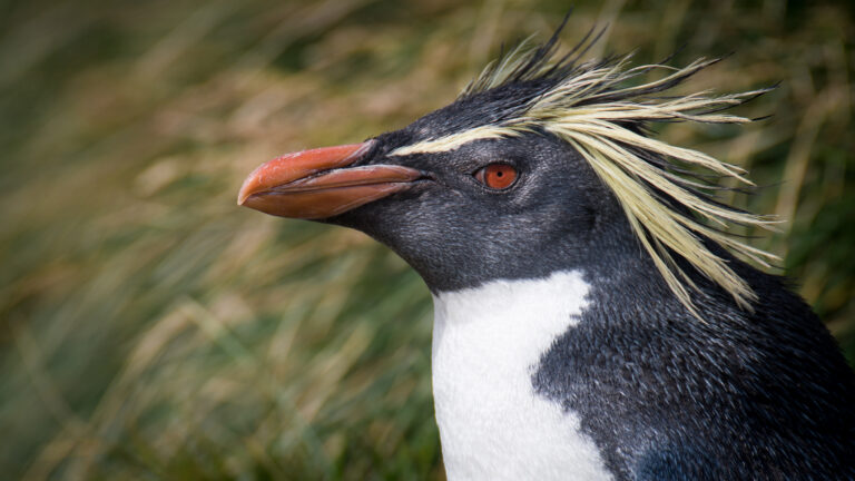 2020 12 amsterdam island northern rockhopper penguin 15 2020 12 amsterdam island northern rockhopper penguin 15