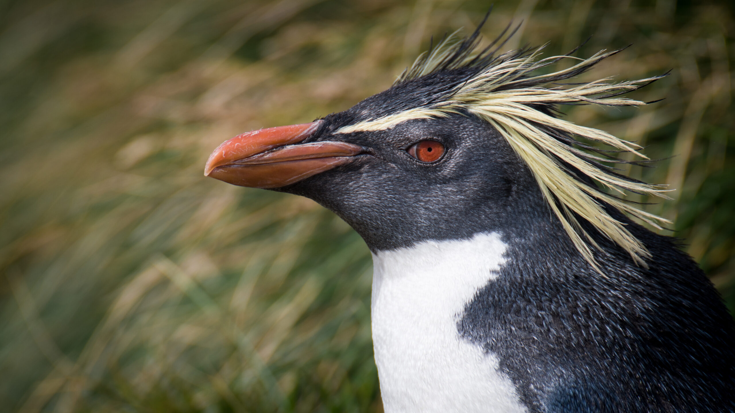 2020 12 amsterdam island northern rockhopper penguin 15 2020 12 amsterdam island northern rockhopper penguin 15