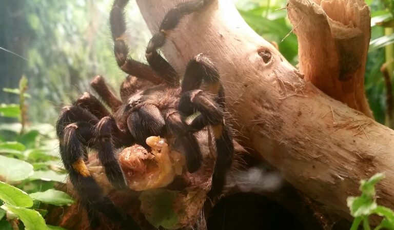 p. metallica p. metallica Gooty Sapphire Tarantula