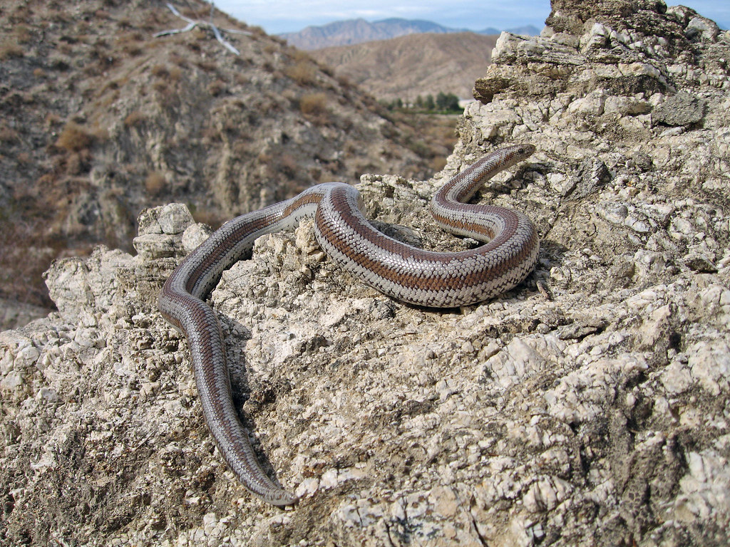 rosy boa (lichanura trivirgata)
