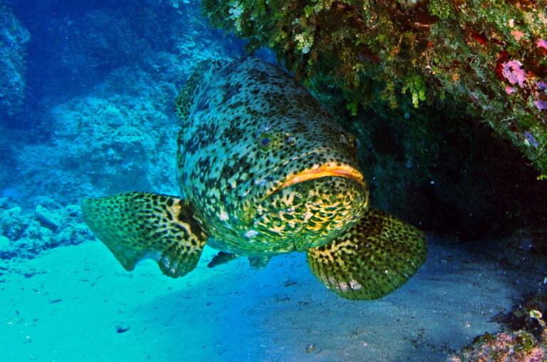itajara itajara Goliath Grouper