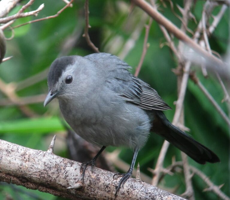 dumetella carolinensis pájaro gato grey catbird (15373237228) dumetella carolinensis pájaro gato grey catbird (15373237228)