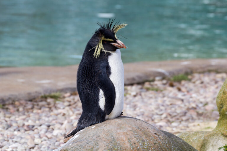 zsl london northern rockhopper penguin (01) zsl london northern rockhopper penguin (01)